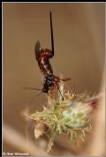 Exeristes sp.